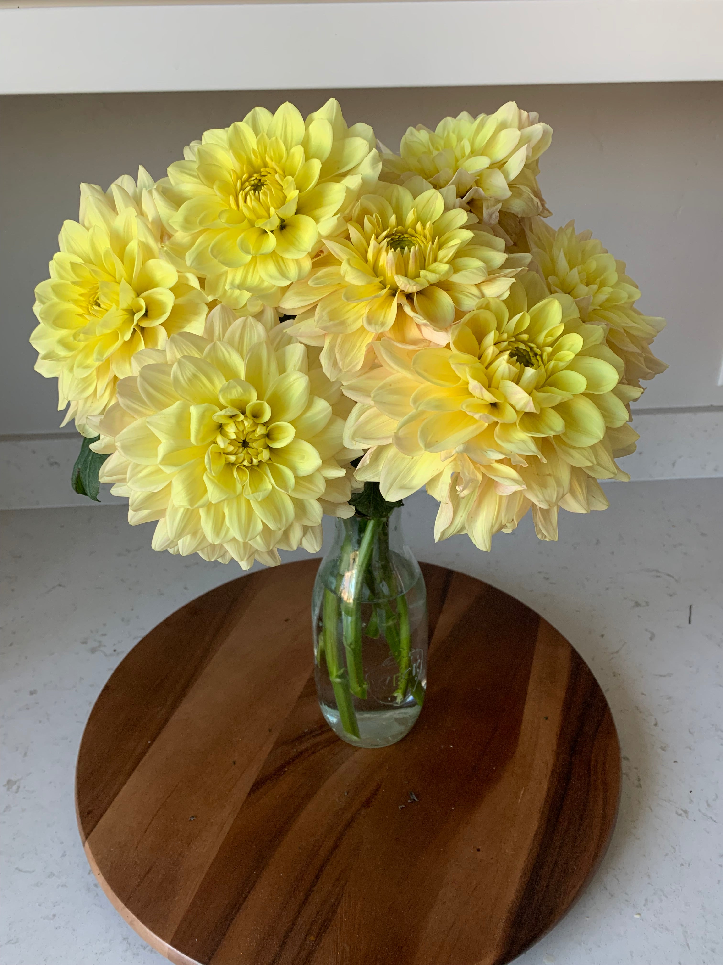 Wyn’s New Pastel HeathFlowerFarm