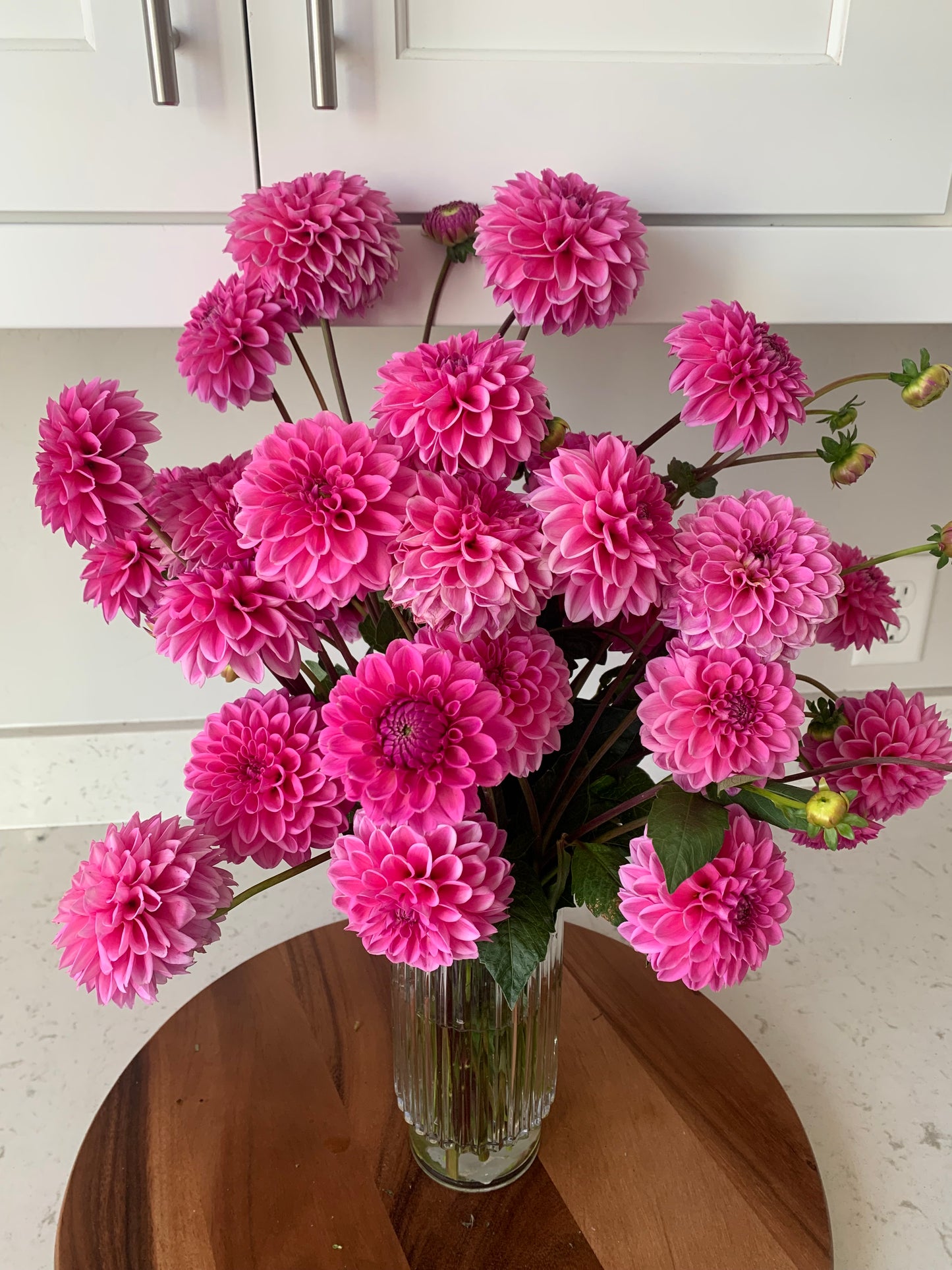 Pink Sylvia