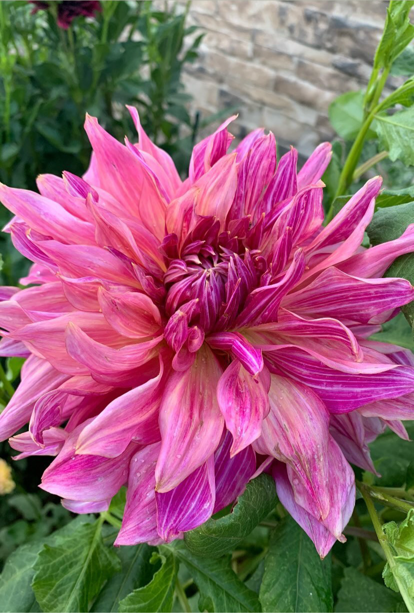 Penhill Dark Monarch