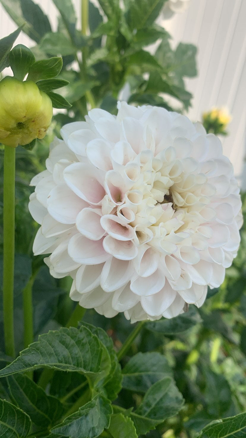 Tahoma Kelli