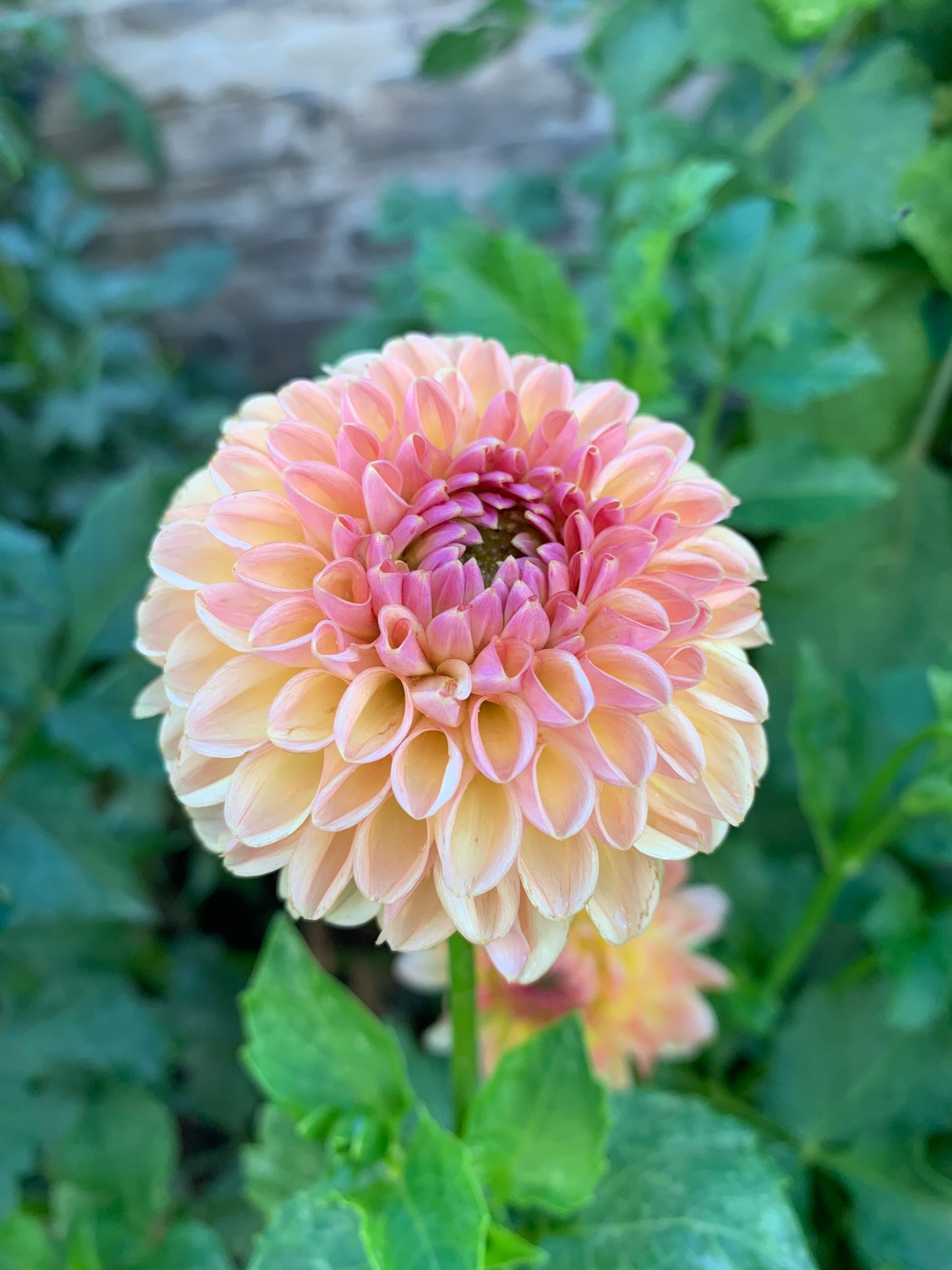 Clearview Peachy