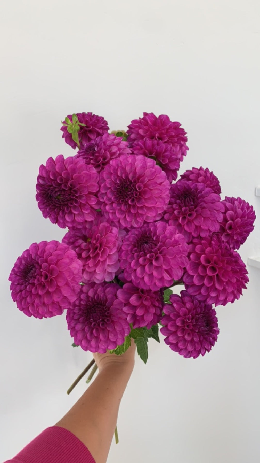 Robann Royal