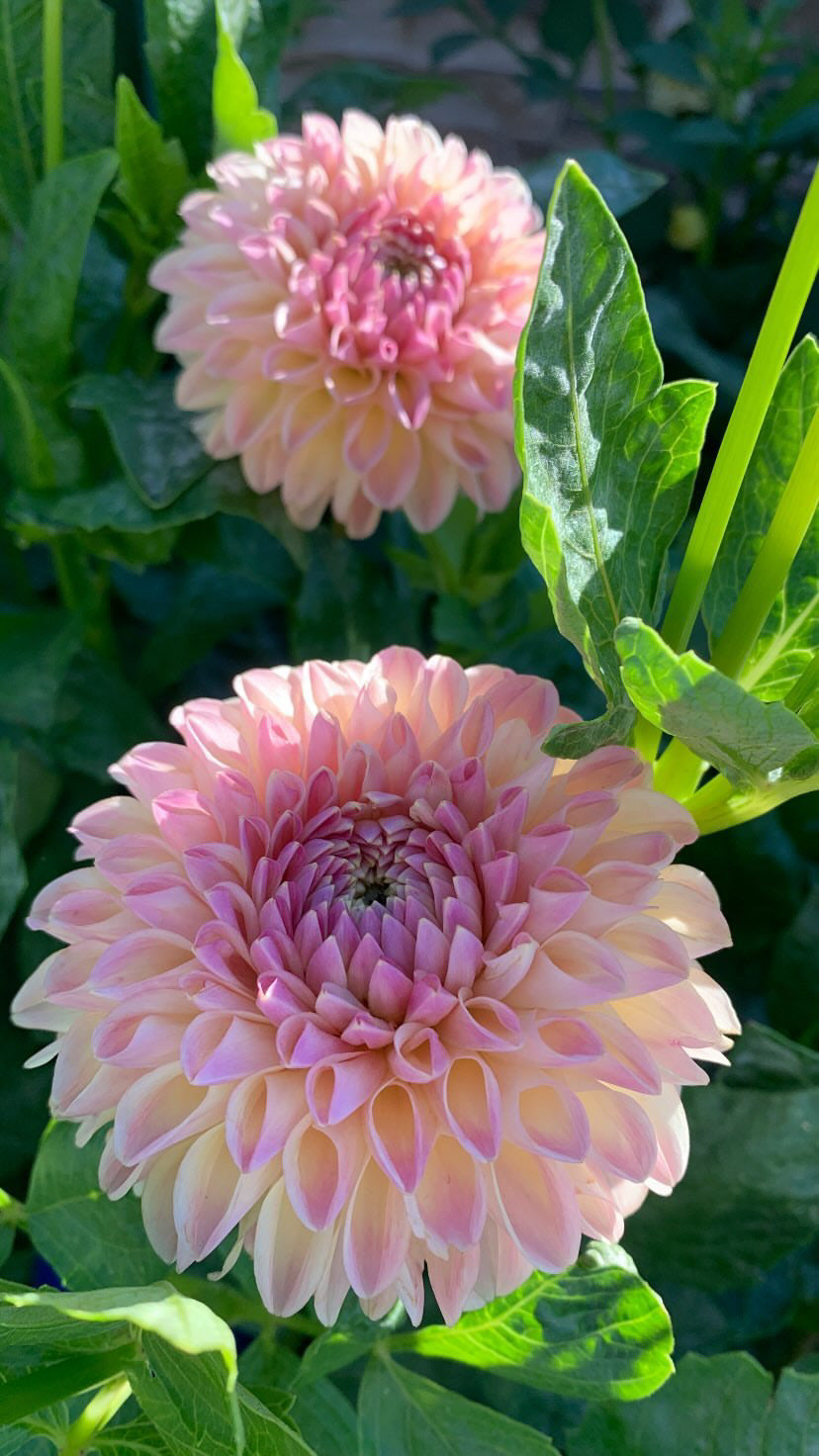 Clearview Peachy