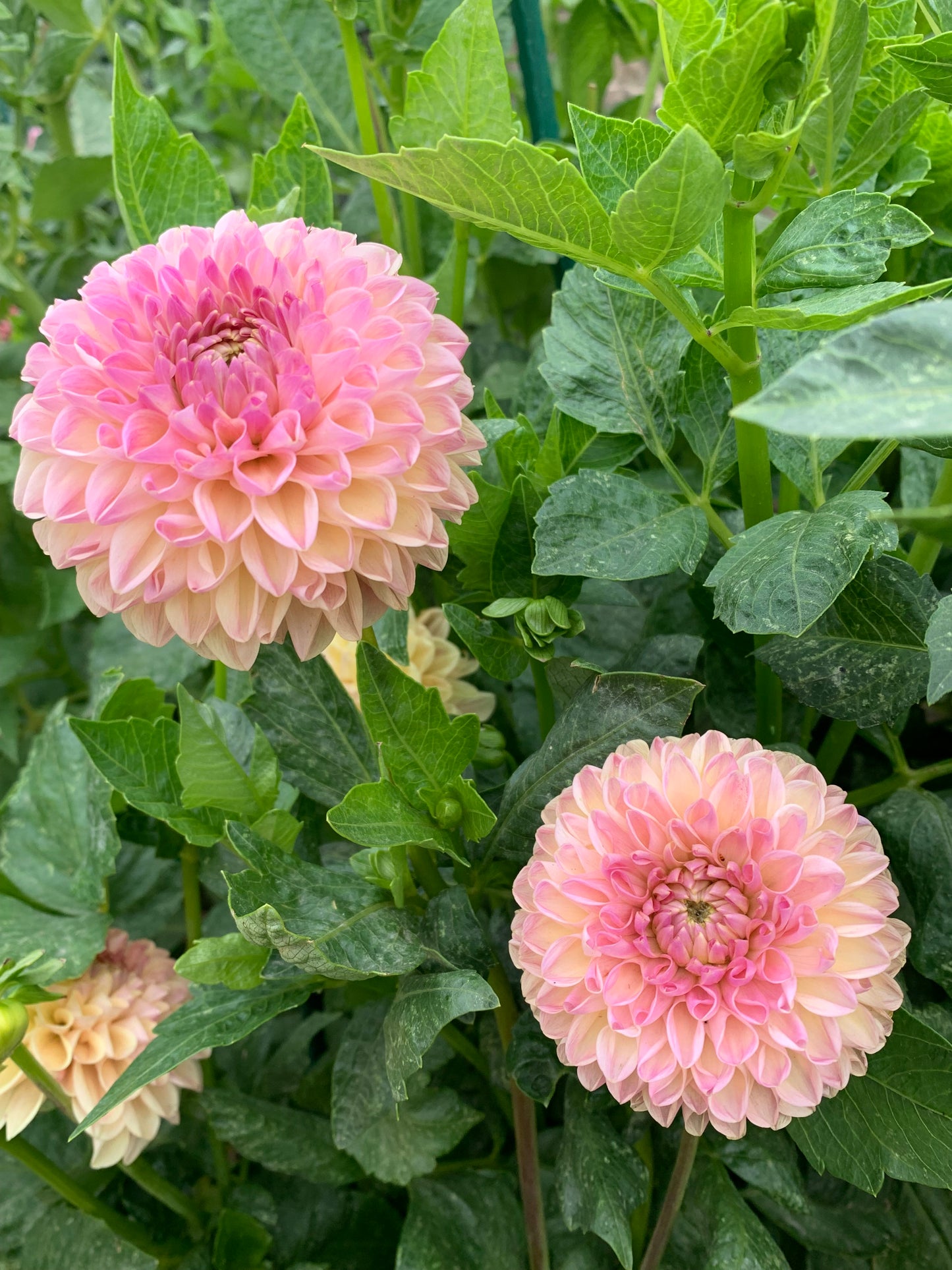 Clearview Peachy