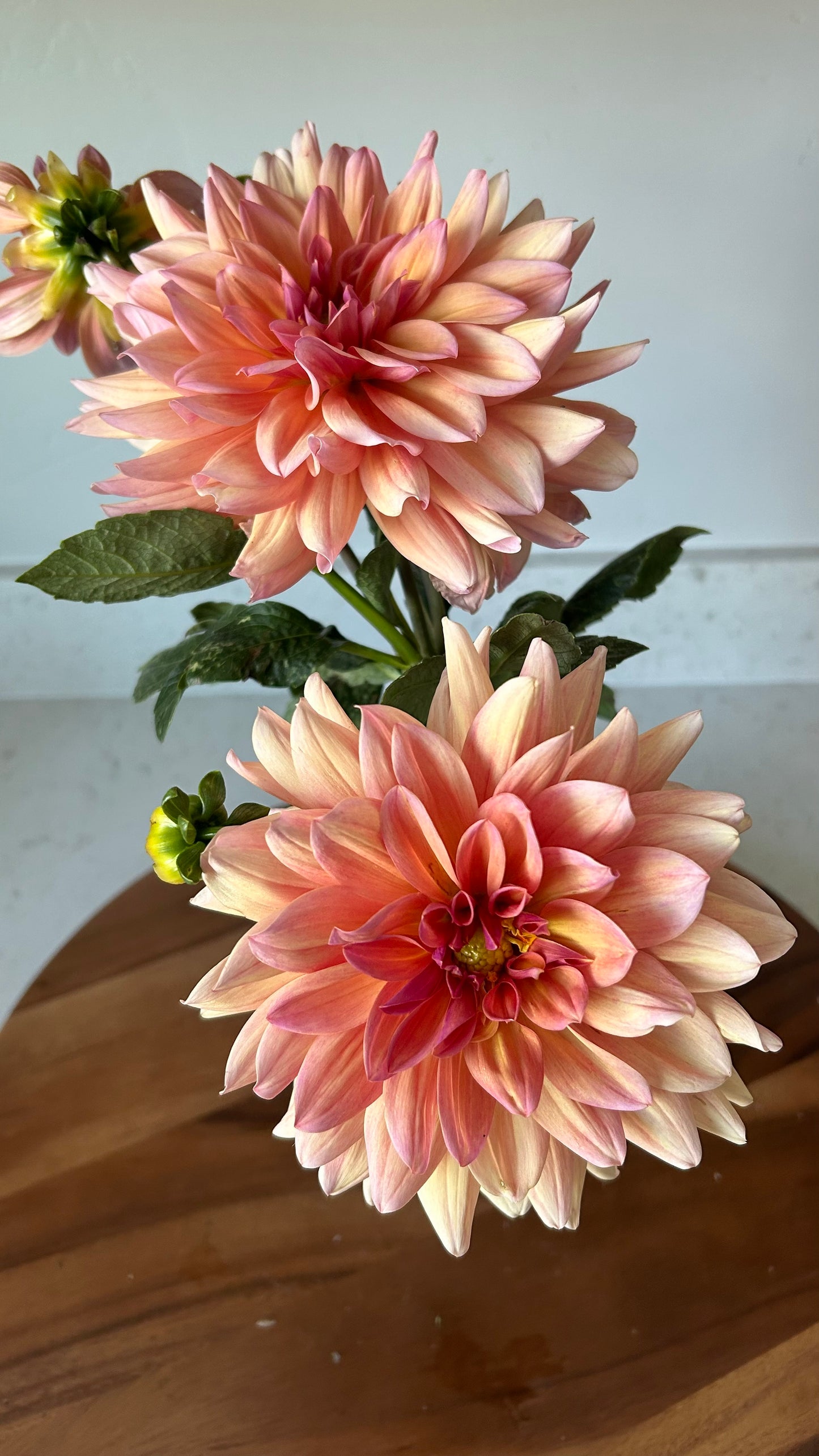 Baarn Bounty