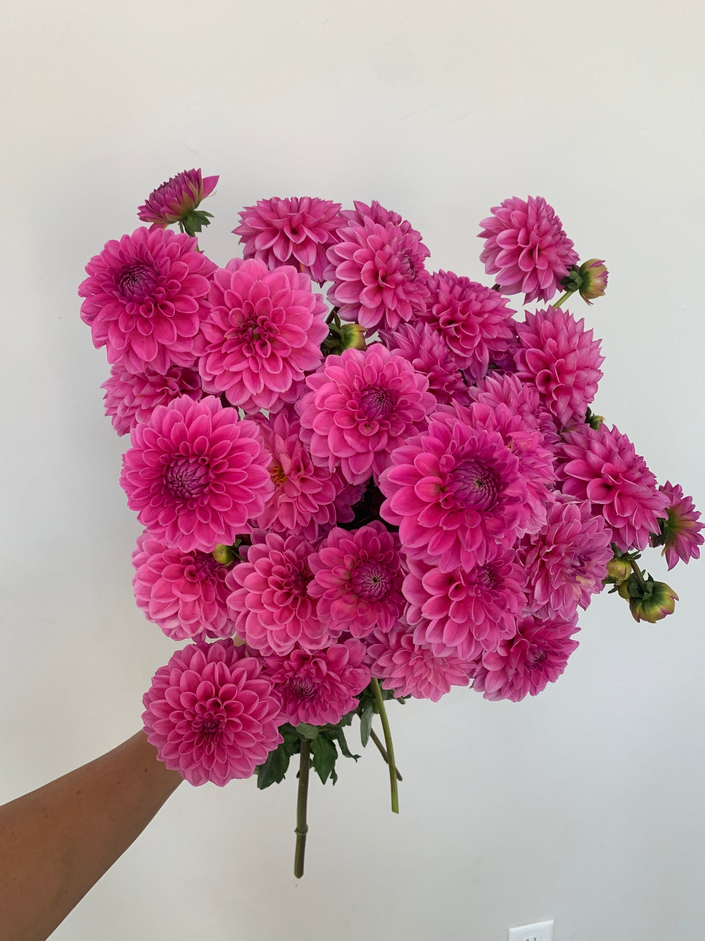 Pink Sylvia