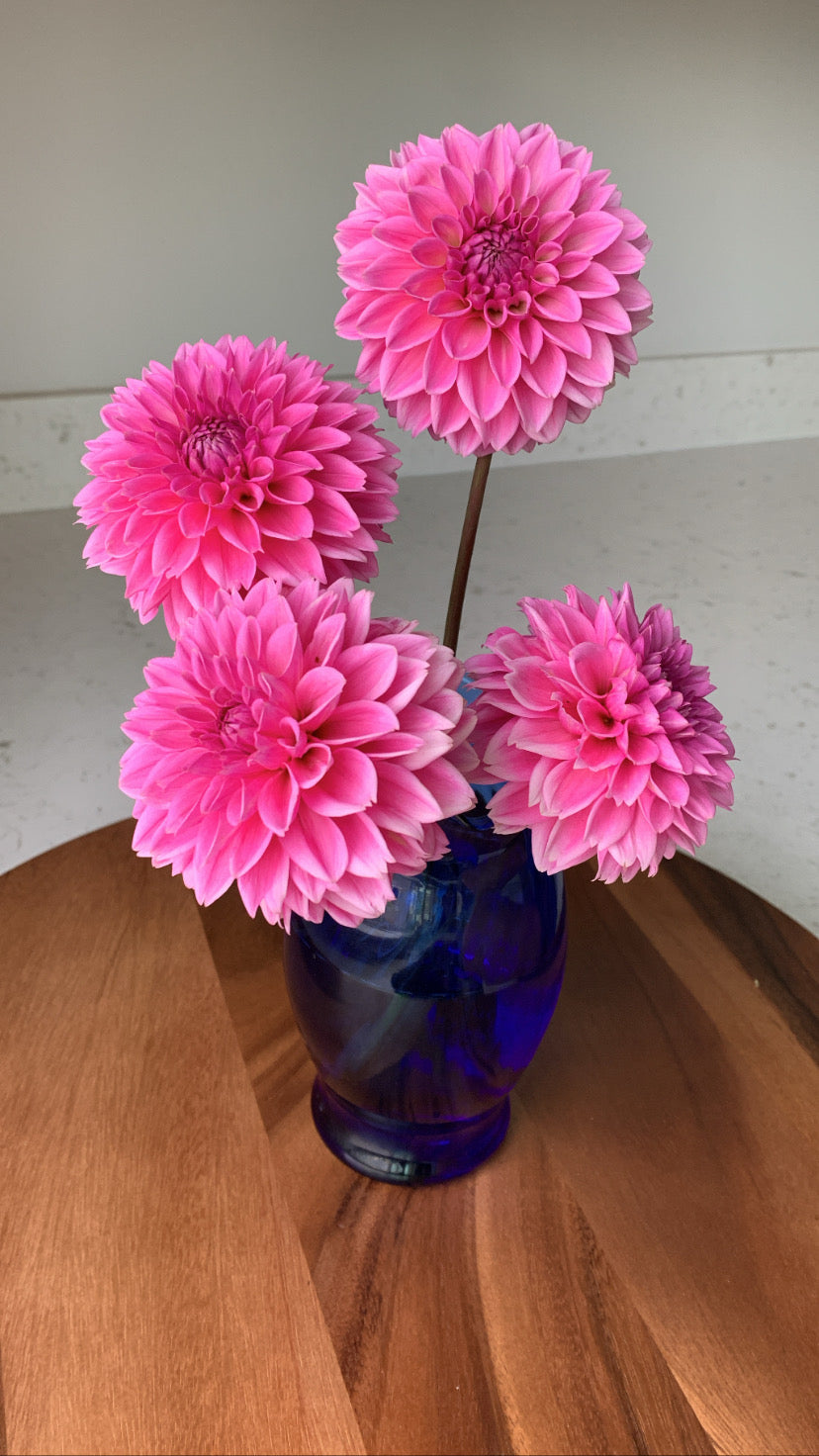 Pink Sylvia
