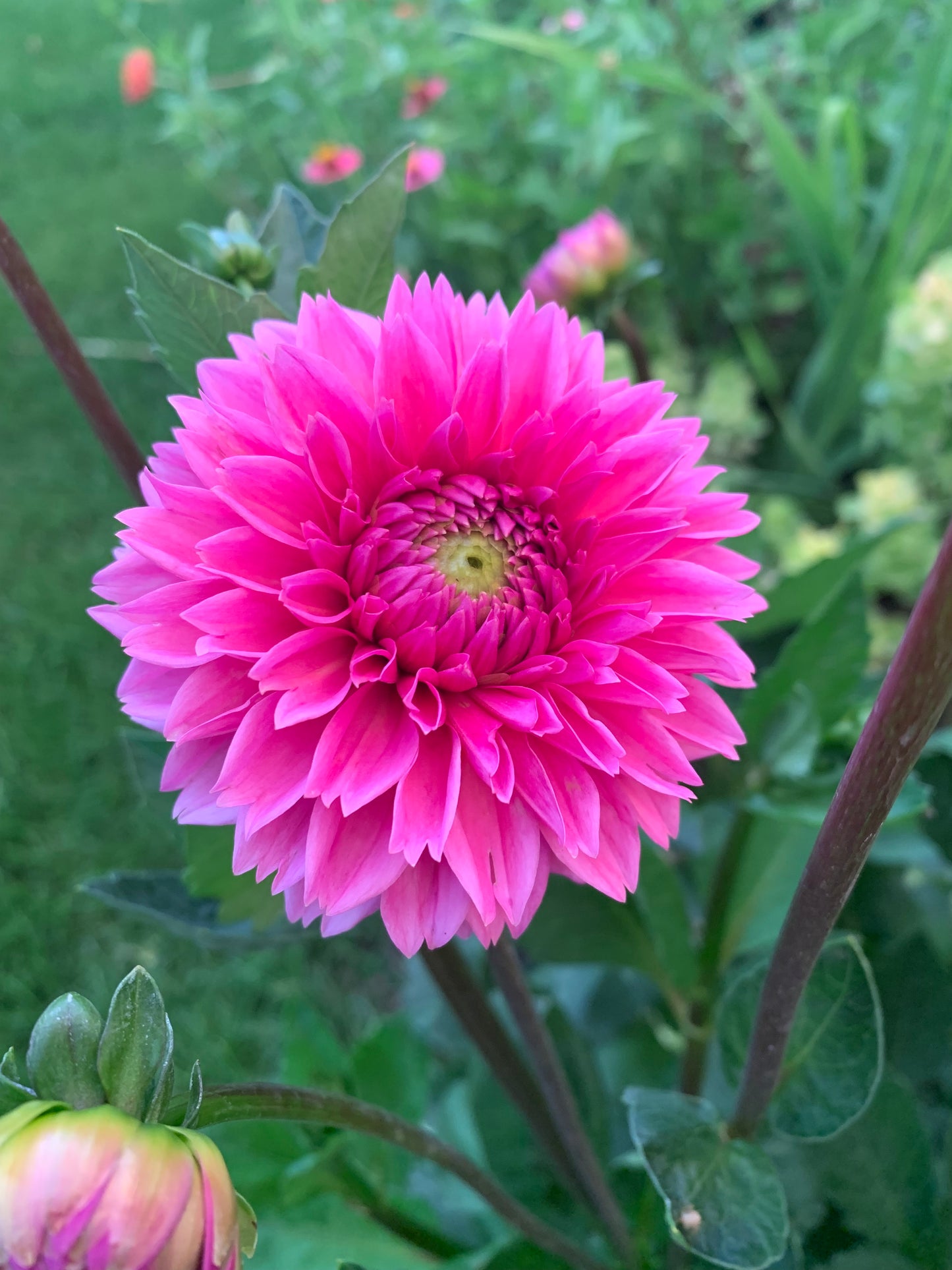 Pink Sylvia