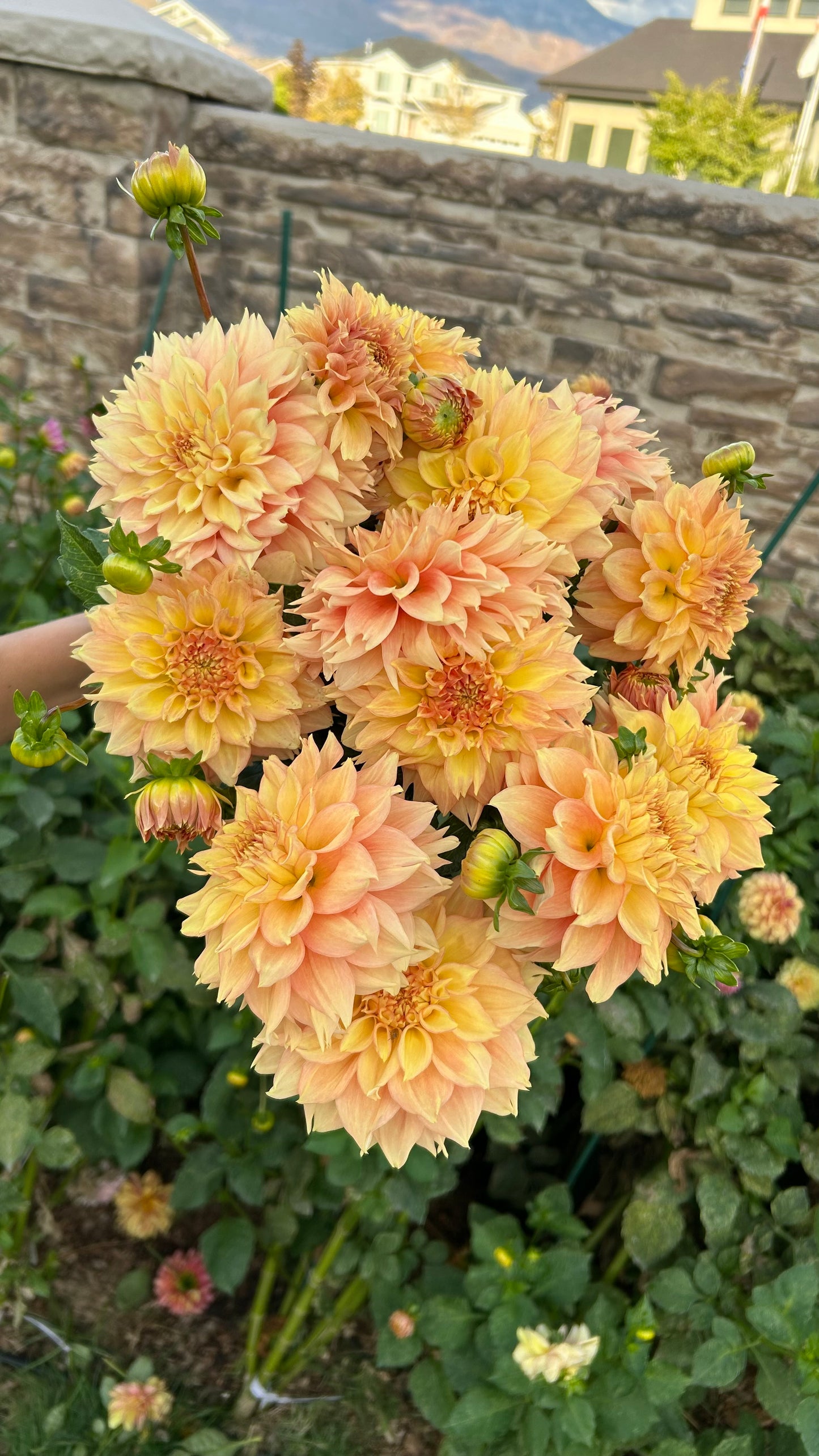 Lee’s Savannah Spring