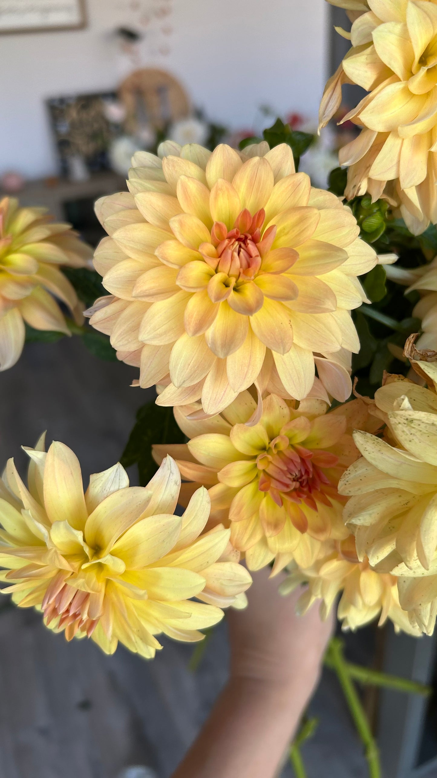 Lee’s Sweet Corn Princess