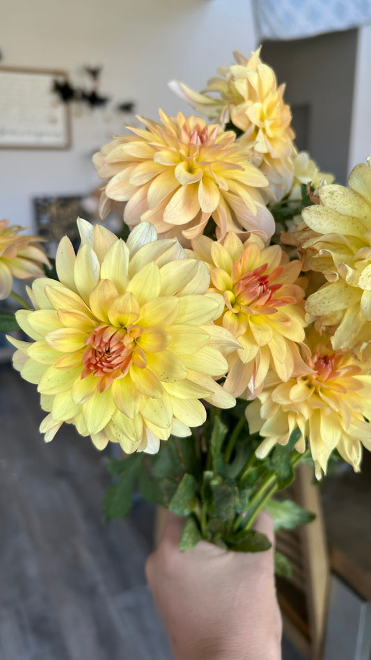 Lee’s Sweet Corn Princess