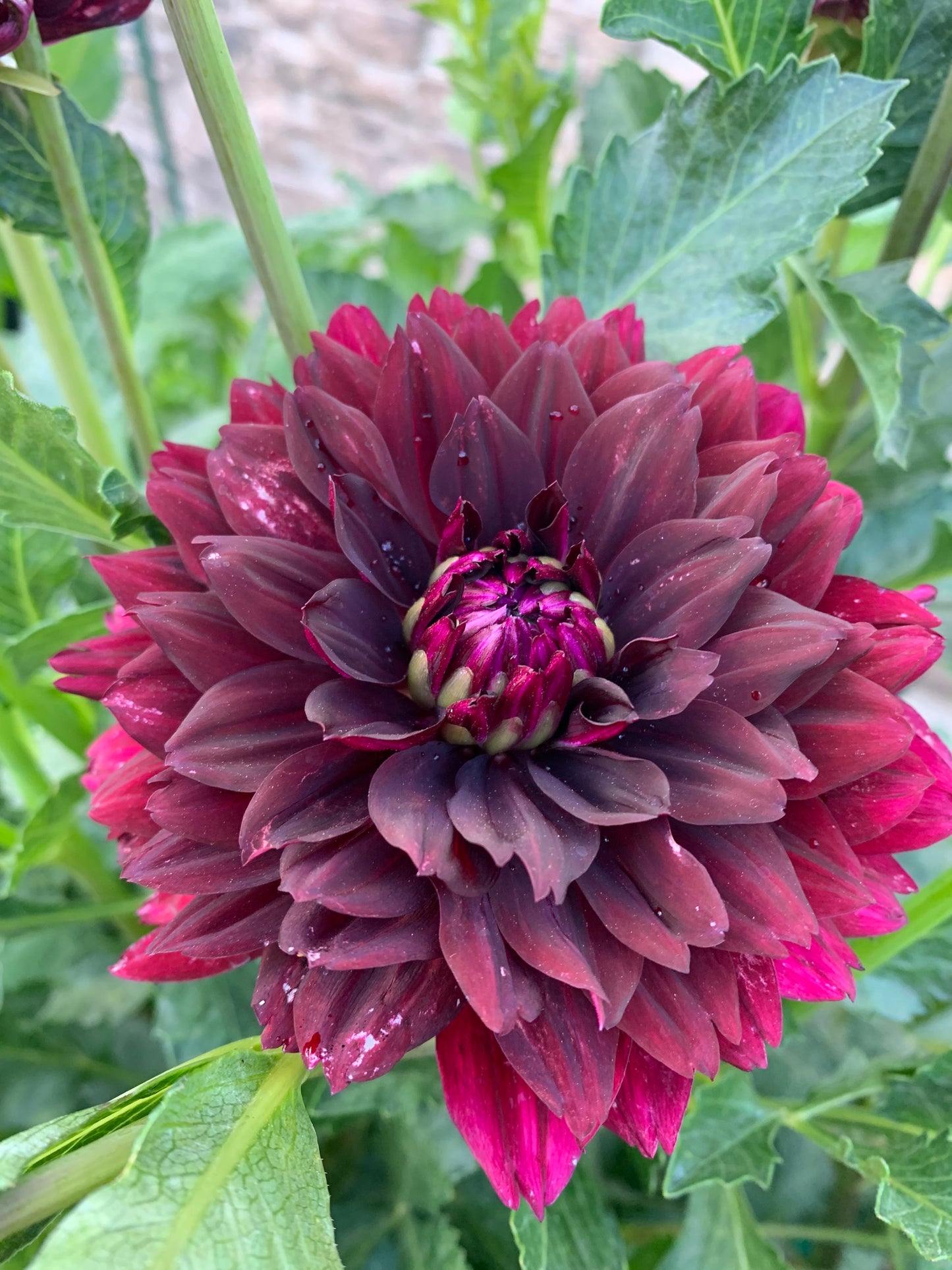 Hollyhill Black Beauty