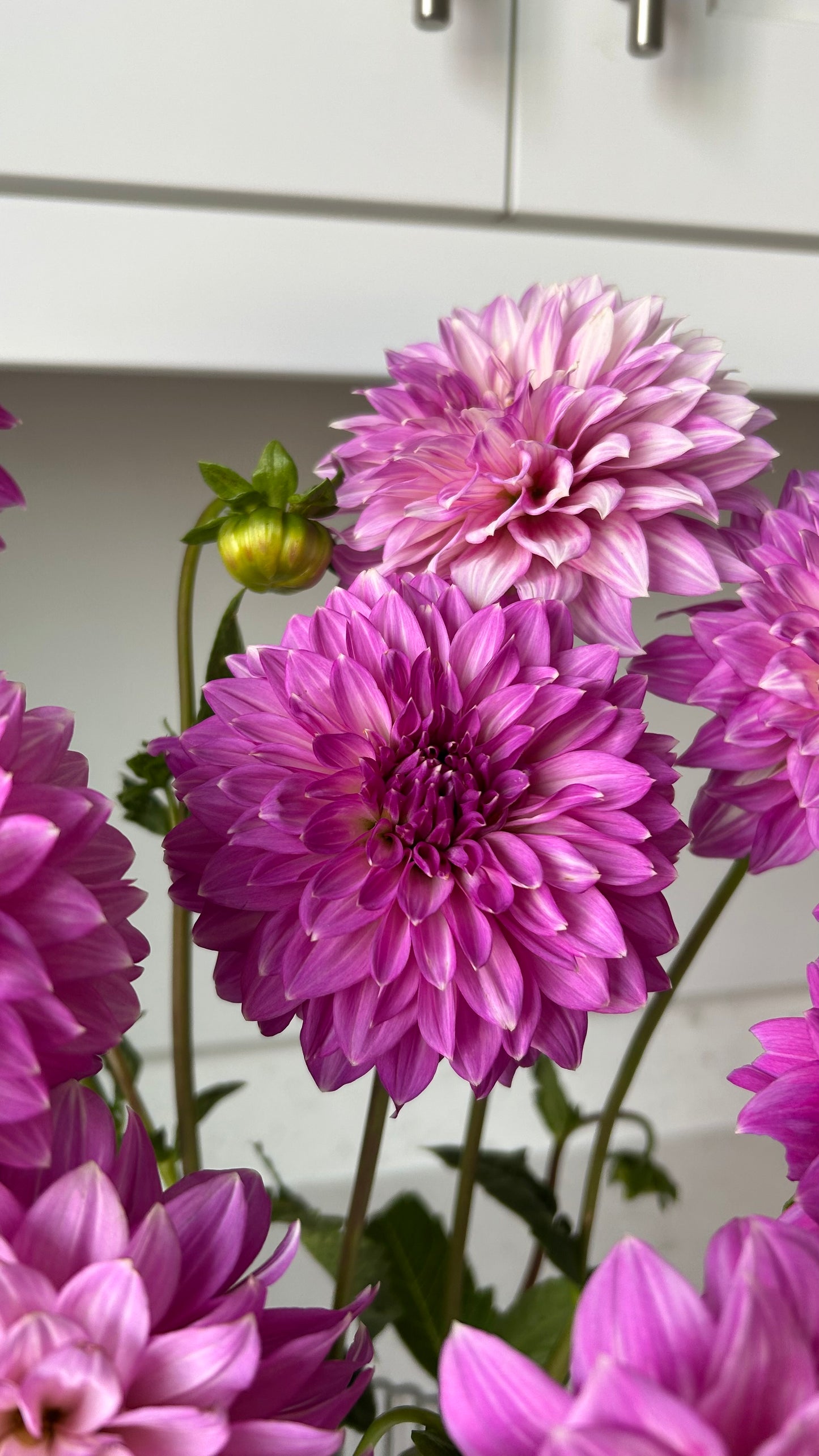 Bloomquist Clear Delight