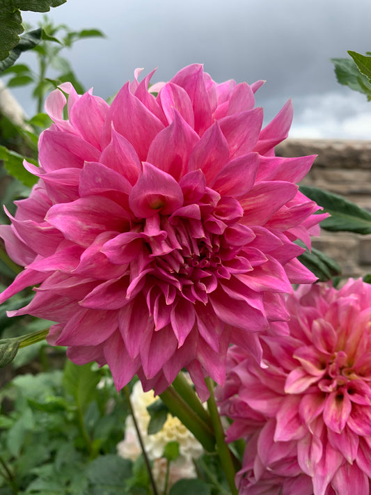 Wyn’s Pink Pearl