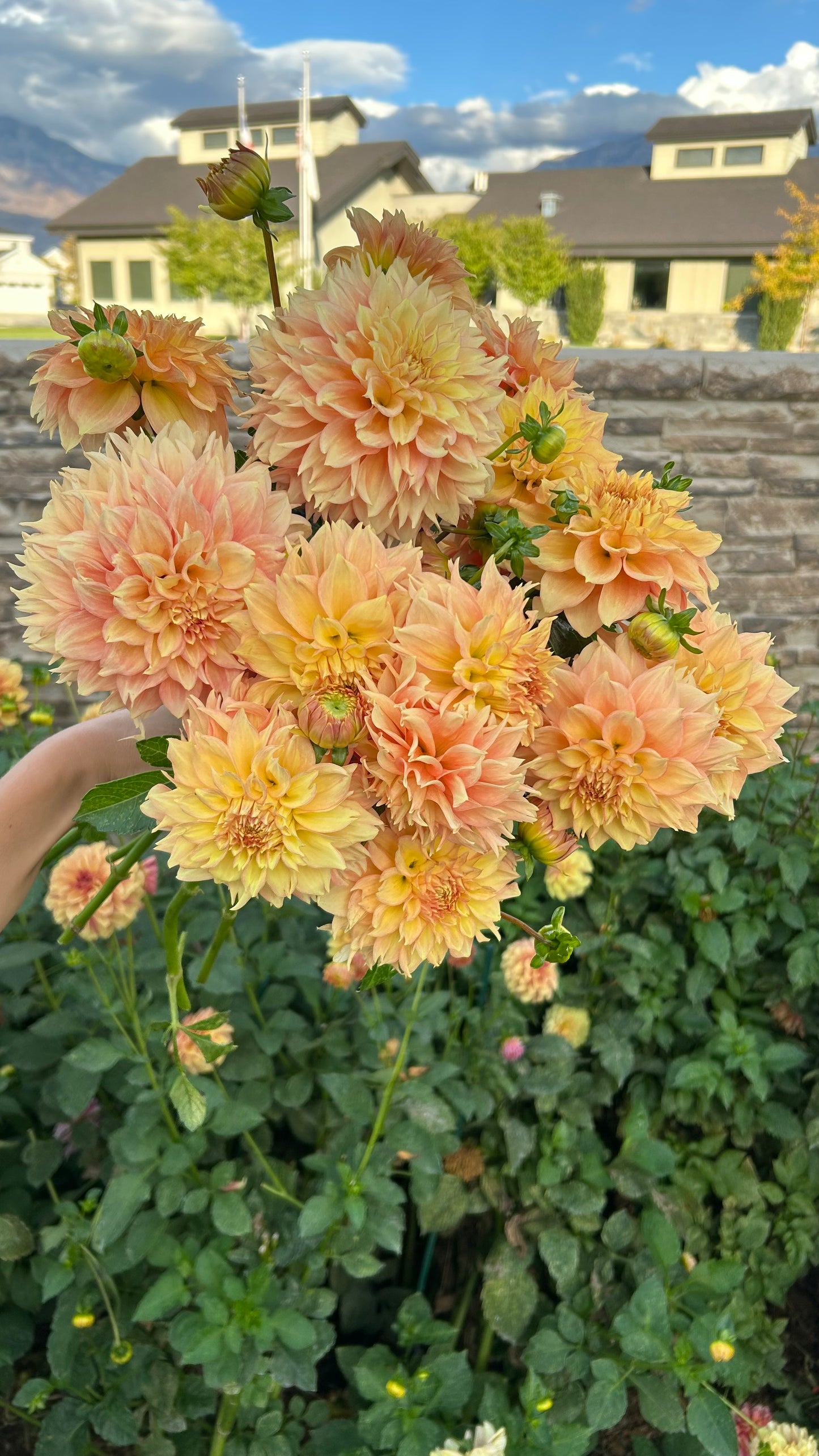 Lee’s Savannah Spring