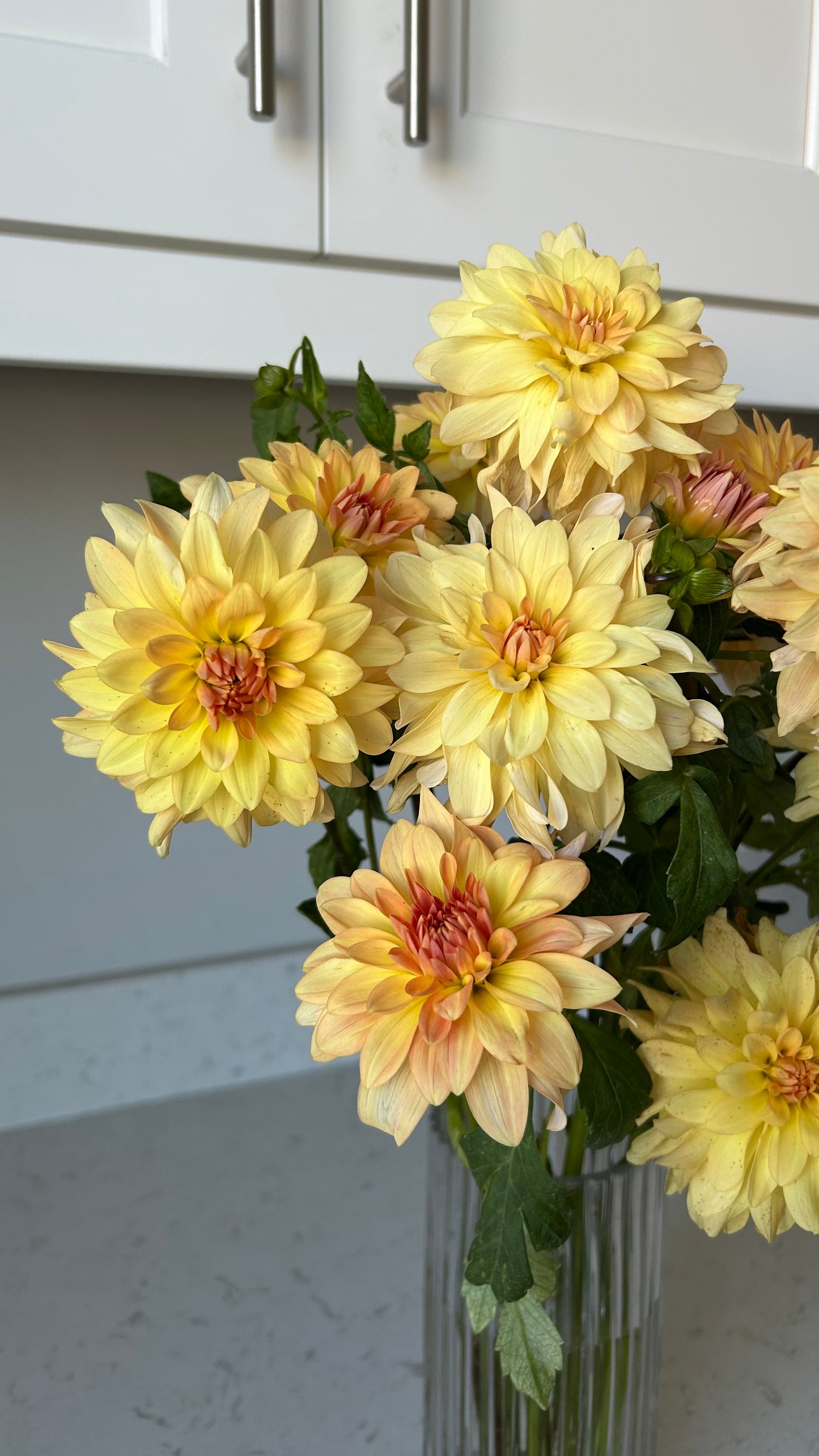 Lee’s Sweet Corn Princess