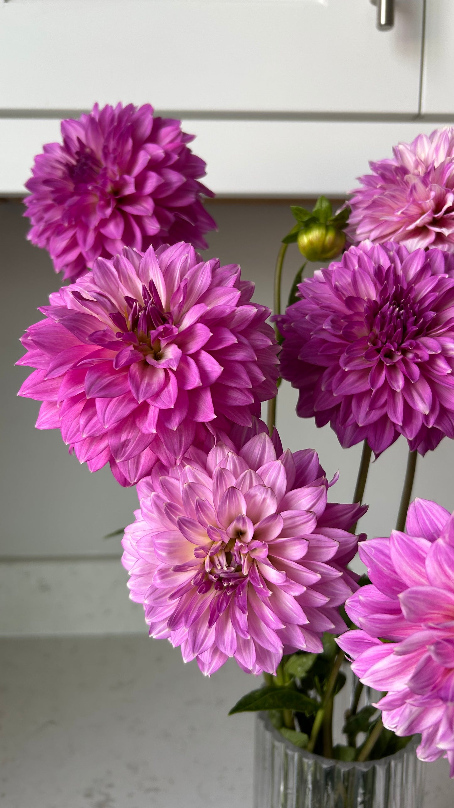 Bloomquist Clear Delight