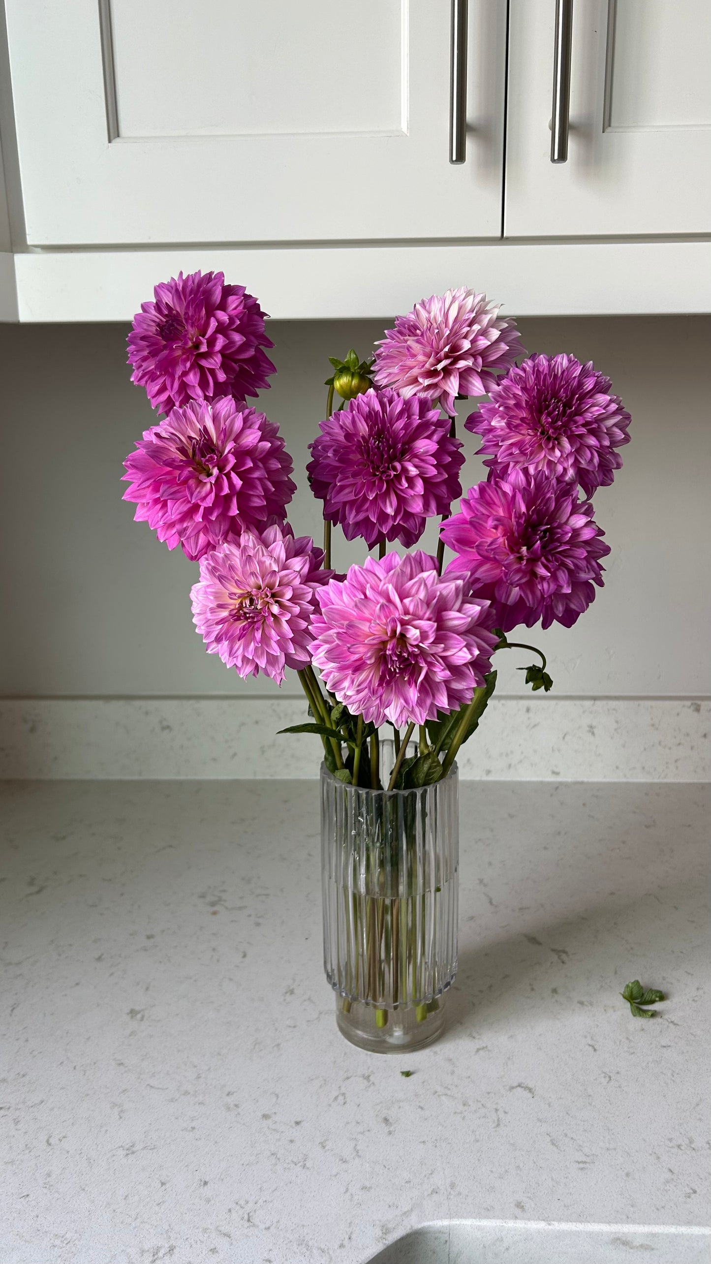 Bloomquist Clear Delight