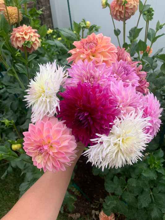 Mystery Dahlia