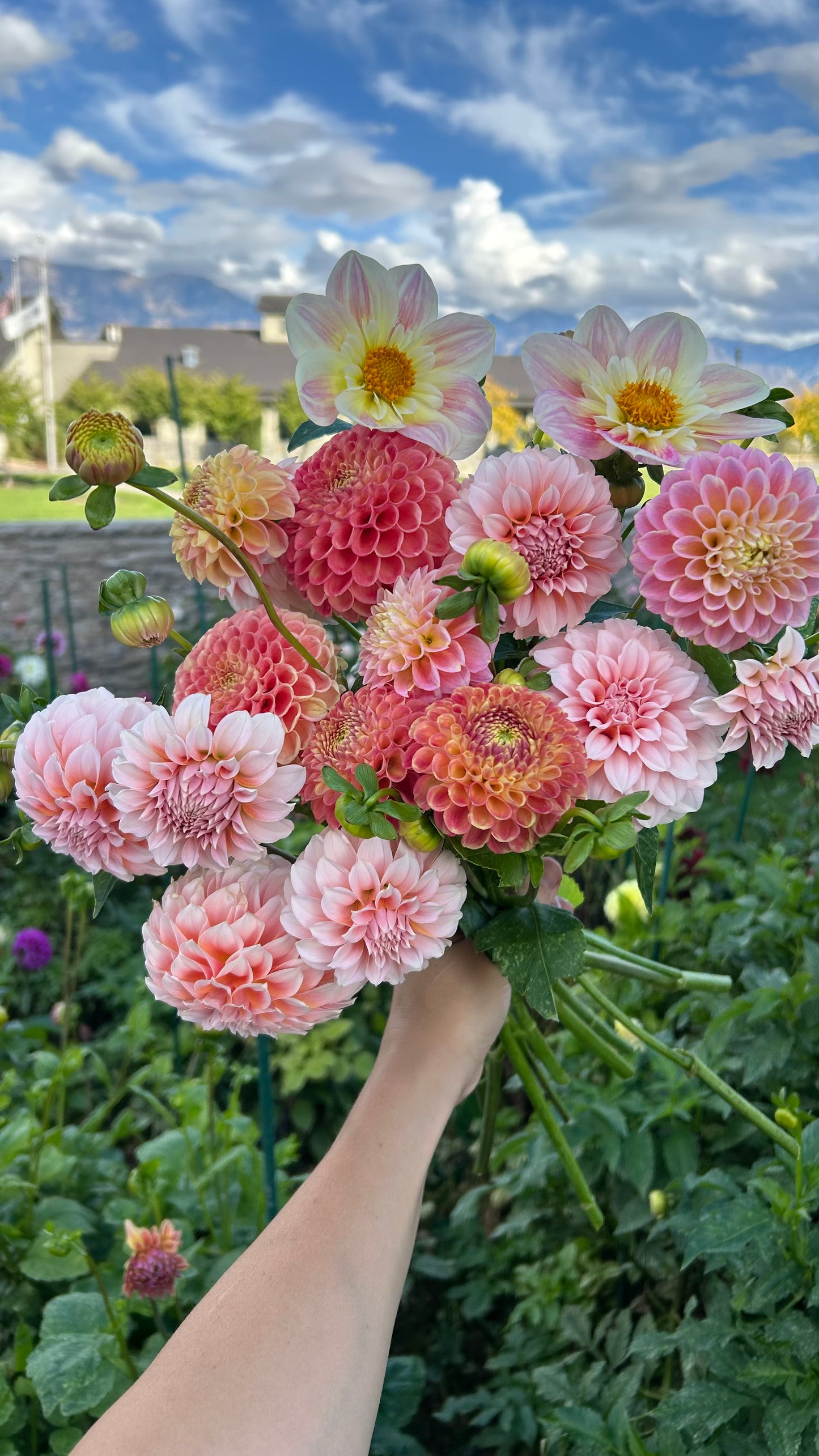 Mystery Dahlia