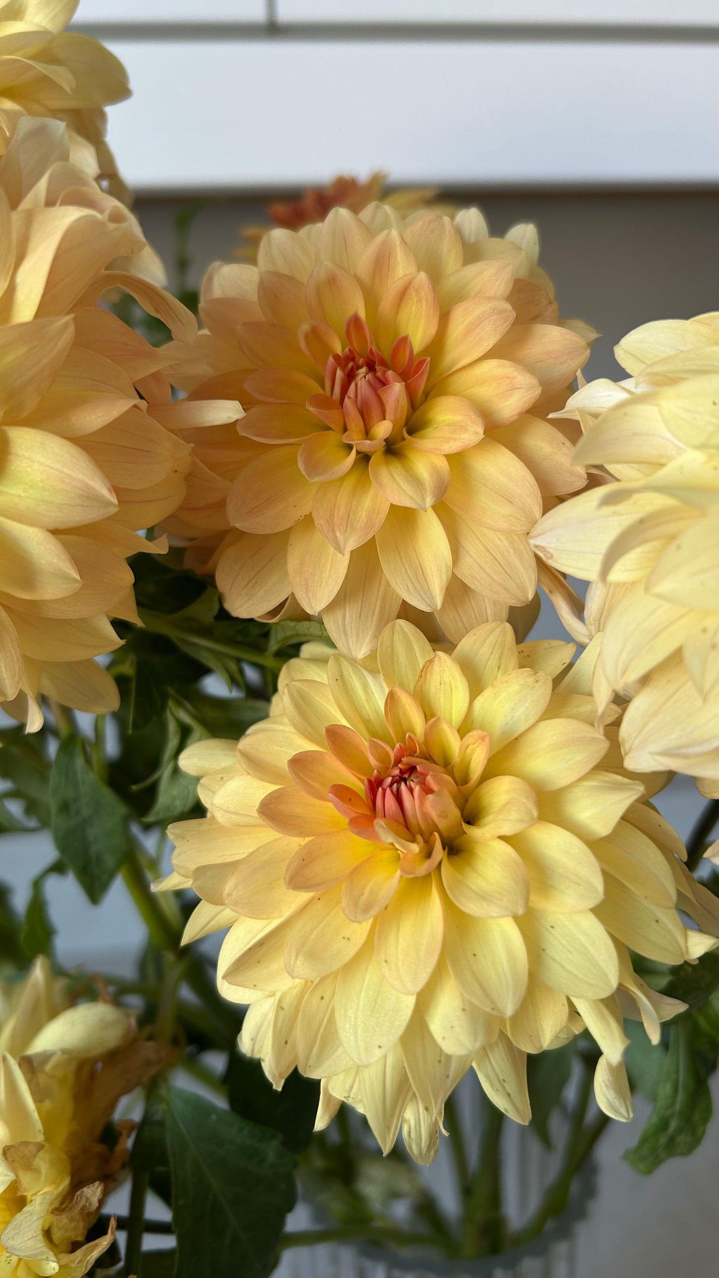 Lee’s Sweet Corn Princess