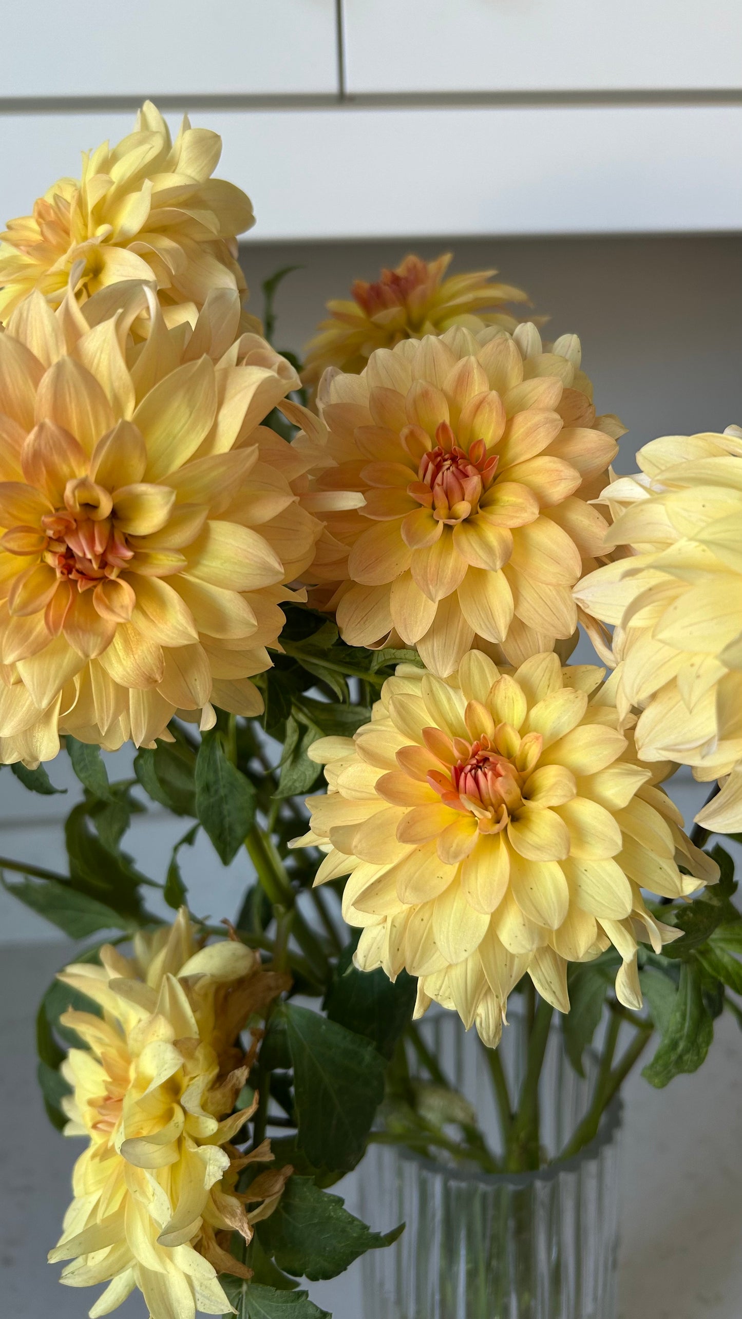 Lee’s Sweet Corn Princess