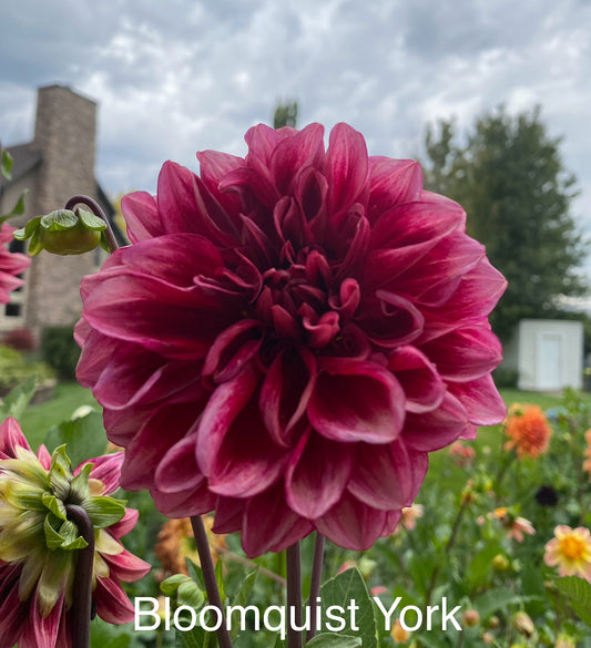 Bloomquist York