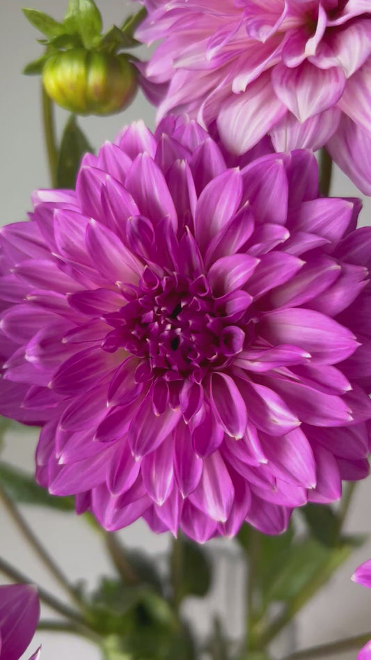 Bloomquist Clear Delight